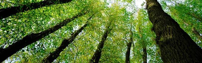 La biodiversidad es ‘clave’ para reducir el impacto en los ecosistemas durante épocas de climas extremos