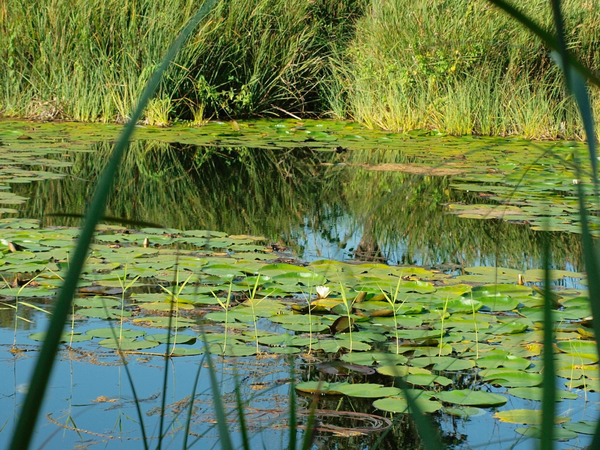 Abren al público los Ullals de Baltasar tras dos años de acondicionamiento