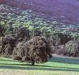 El Foro para la Defensa de la Dehesa Encinal reclama unidad ante la ponencia creada por el Senado