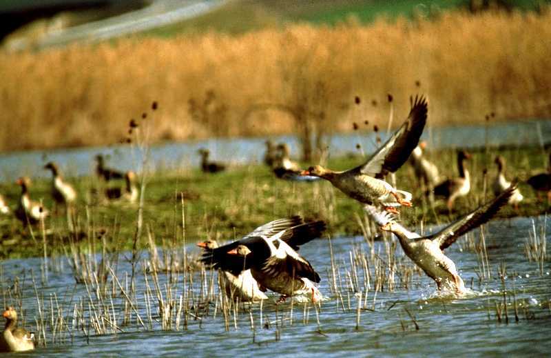 Los humedales de la provincia albergan más de 60.000 aves acuáticas