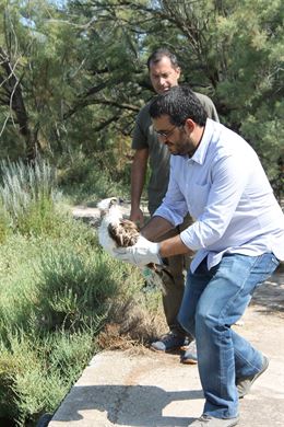 Liberan un ejemplar de águila pescadora en sAlbufereta (Mallorca)