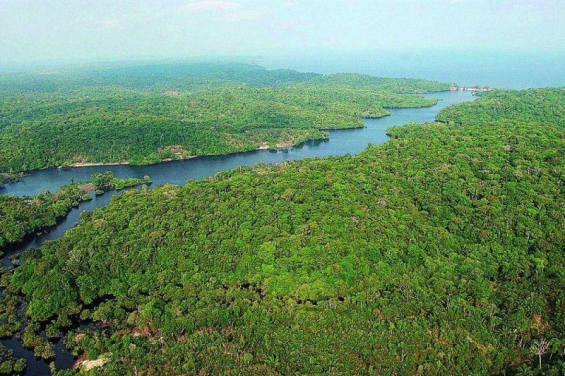 Brasil redujo 16 % la deforestación en la Amazonía