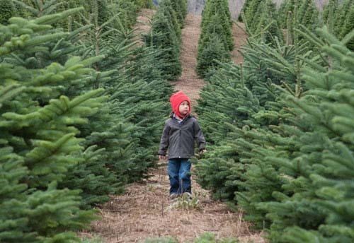 Apuesta por árboles navideños ‘naturales’