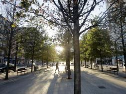 El Ayuntamiento hará este año más de 4.200 labores de poda en el arbolado de la ciudad y repondrá más de 600 ejemplares