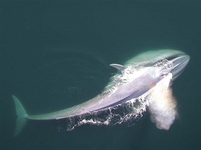 Cómo saber si una ballena azul es diestra
