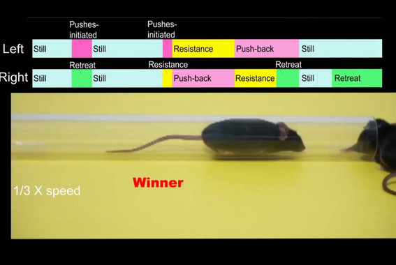 Cuál es la clave para ser macho alfa