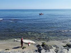 Encuentran una ballena de pico muerta en la costa del Maresme (Barcelona)