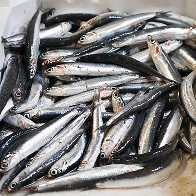 El índice de biomasa de anchoa podría alcanzar las 100.000 toneladas en mayo de 2011