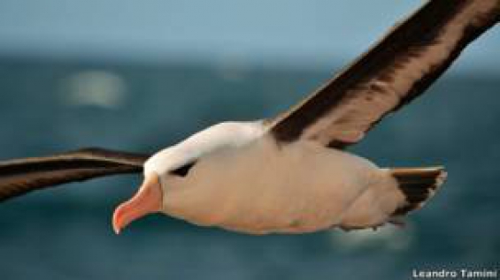 Argentina. Este invento pretende salvar al albatros