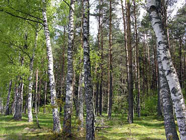 Dos investigadores de la Universidad de Valladolid coordinan sendos libros sobre gestión forestal sostenible
