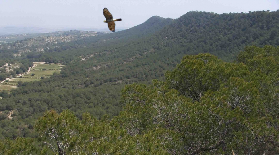 Sierra Escalona a un paso de ser un nuevo parque natural
