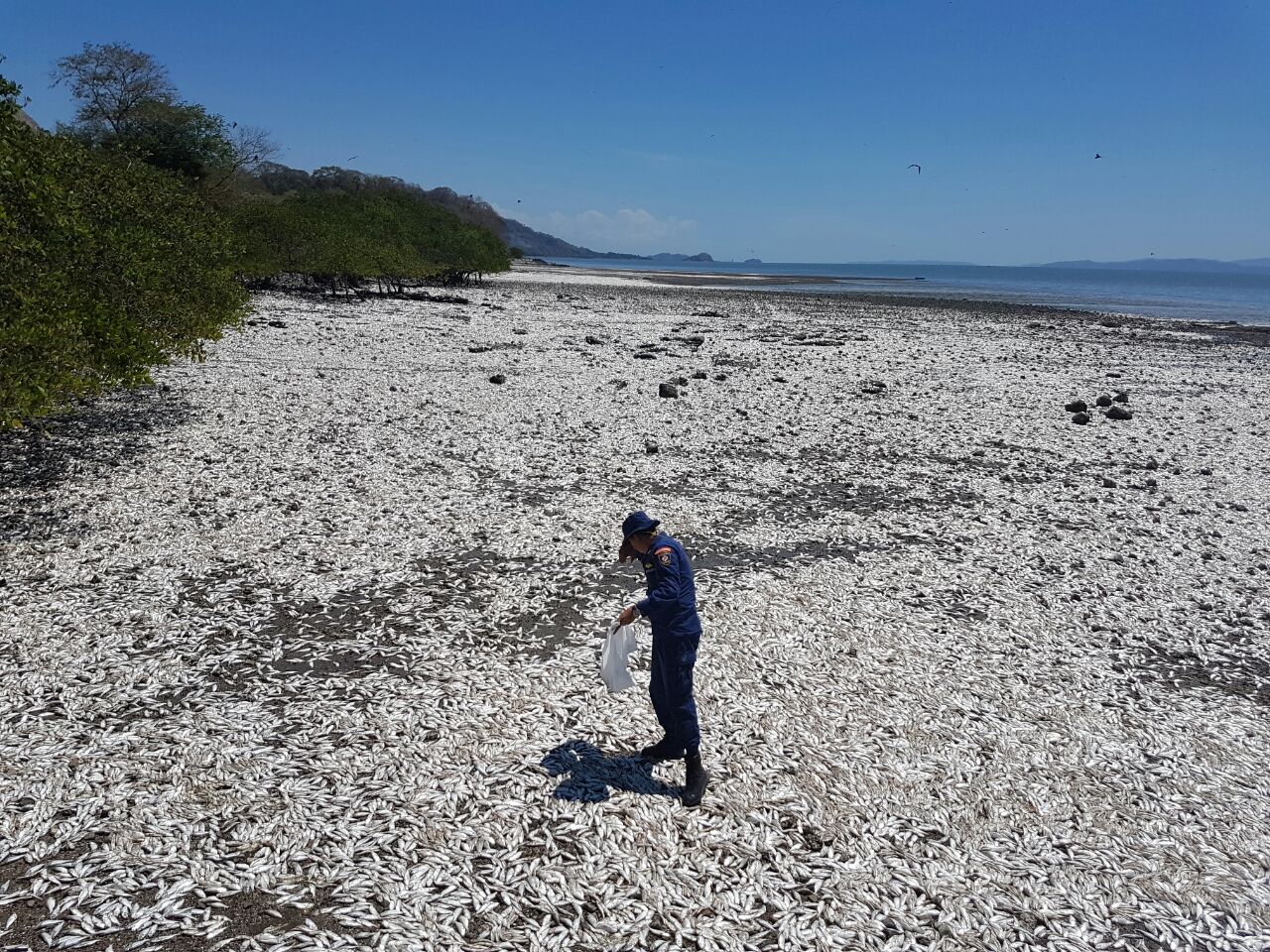 Costa Rica. Muerte de peces en el Golfo de Nicoya se debe a pesca ilegal