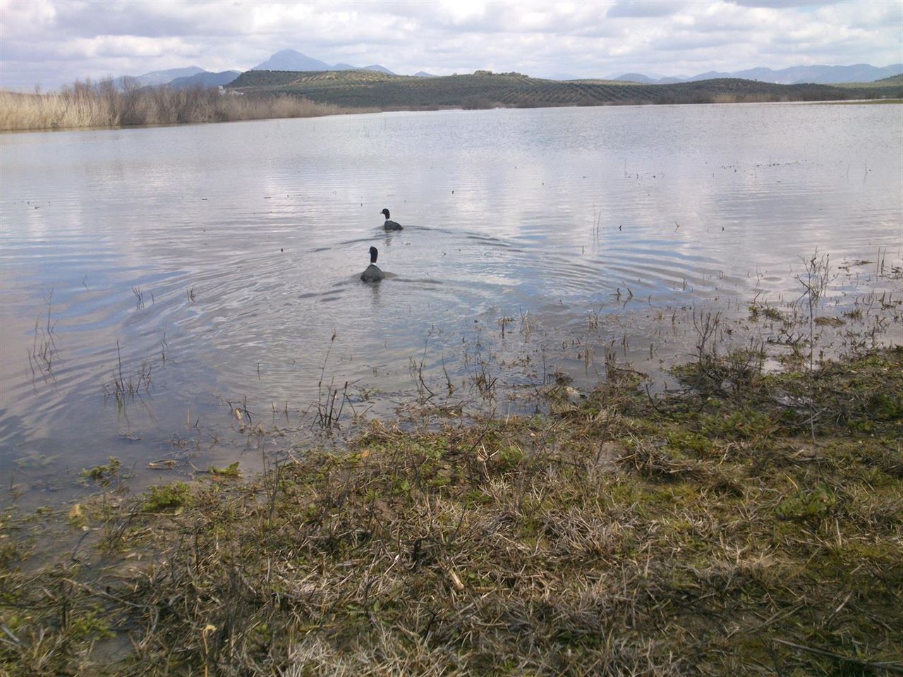Ocho lagunas del sur de Córdoba a información pública para su inclusión en el ‘Inventario de Humedales’