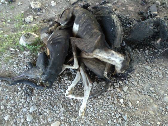 La caza a cara descubierta: galgos en contenedores