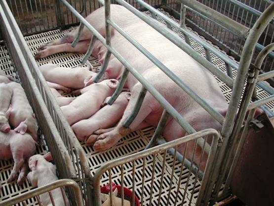 Canadá prohíbe el confinamiento de por vida de cerdas reproductoras en jaulas de gestación