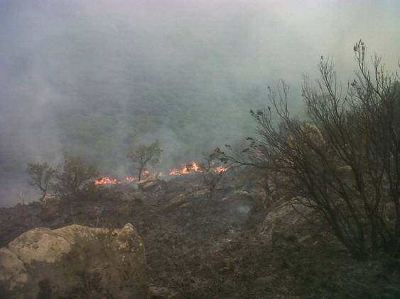 Reforestan la zona de Los Alcornocales en Cádiz