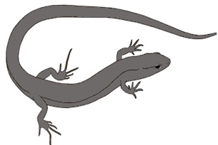 Palaeontology. Descubren un nuevo y diminuto lagarto extinto en Cuenca