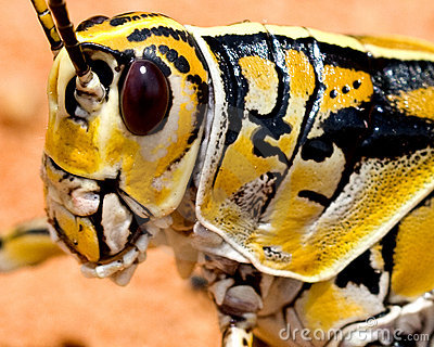 Estudio sobre los saltamontes acorazados