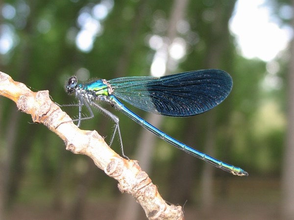 El Museo de Ciencias Naturales acoge una muestra sobre los invertebrados en Andalucía