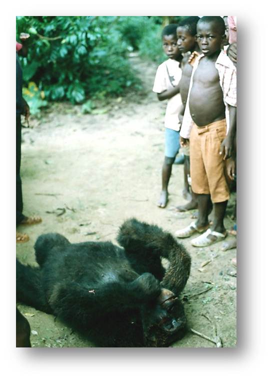 El ritmo actual de la caza en las selvas tropicales pone en riesgo la biodiversidad y la seguridad alimentaria