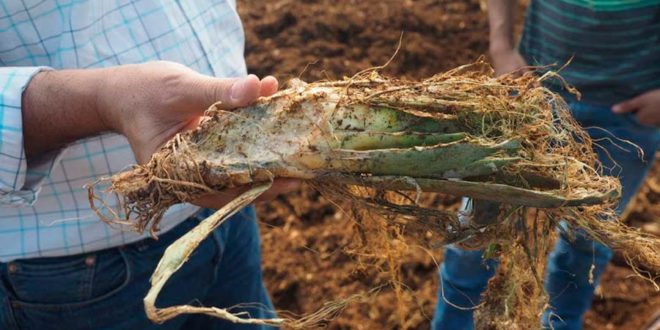 Costa Rica. Obtienen electricidad a partir de los desechos de la piña