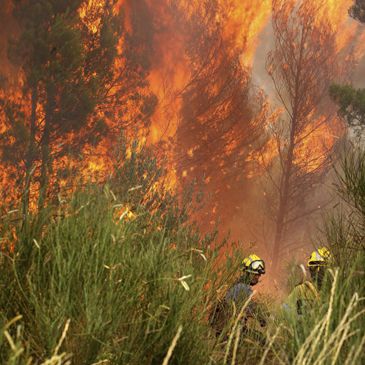 Arranca la reforestación en la Sierra Oeste de Madrid