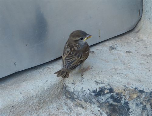 Los pájaros pueden sentir emociones con el canto como los humanos con la música