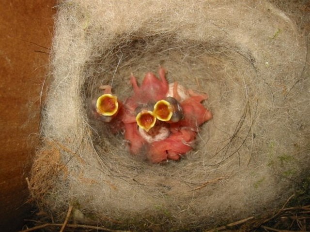 El frío produce pollos de carbonero común más pequeños