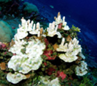 Resultados positivos en la primera reserva marina de Escocia