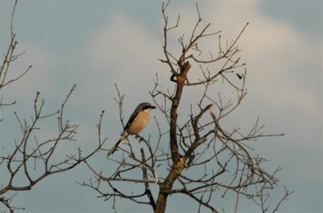 Los cambios en el medio rural propician el declive notable de las poblaciones de alcaudones en la Península Ibérica