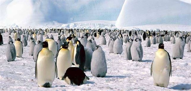 Los pingüinos prosperaron por el calentamiento hace 30.000 años al retirarse el hielo