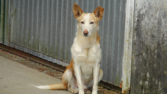 El abandono de mascotas en la Comunidad de Madrid baja considerablemente