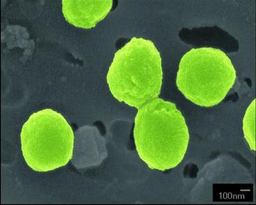 La cianobacteria más abundante de los océanos mide 0
