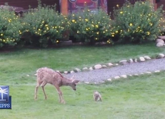 Adivina de quién es amigo ‘Bambi’…