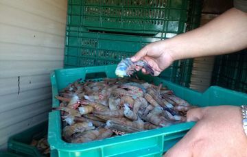 Arroja resultados presencia permanente de PROFEPA