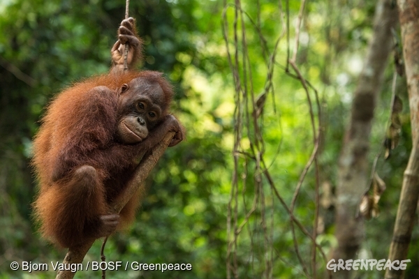 Los orangutanes están en peligro