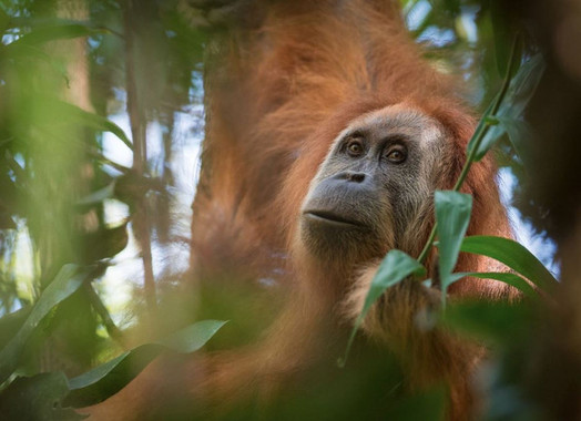Una nueva especie de orangután descubierta en Sumatra está casi extinta