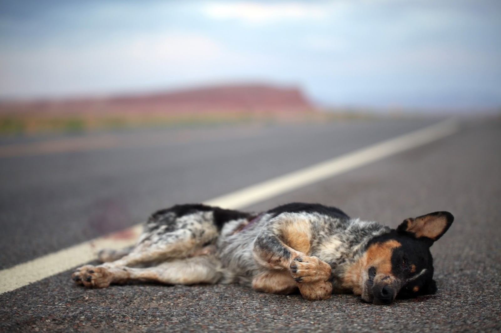 Animales atropellados en Madrid: de la carretera al olvido