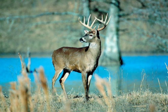 Argentina. El huemul