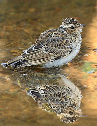 Defensa cede unos terrenos en Tarifa (Cádiz) para establecer un centro de avistamiento de aves