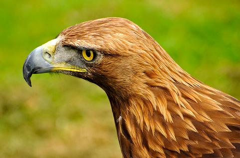 Murcia libera un águila real en la sierra de Moratalla