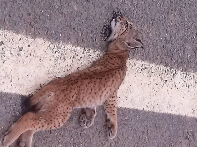 Atropellan un lince en Yeste