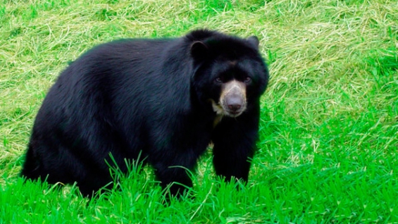 Colombia busca proteger al oso andino ante el aumento del ecoturismo