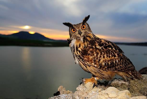 Curso a distancia en Gestión de la Fauna y Espacios Naturales