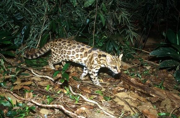 Hallazgo de una desconocida y enigmática especie de tigrillo salvaje en Brasil