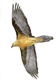 No te pierdas la próxima edición de esta cita bianual de los amantes de las aves