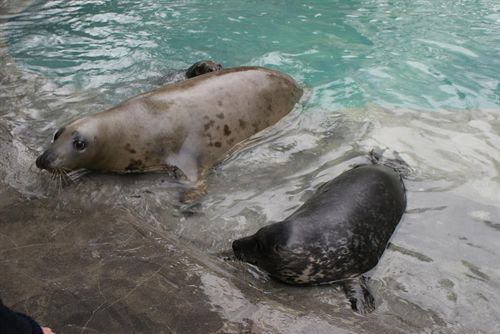 Zoo Aquarium de Madrid asegura que "todos" sus animales están "muy bien atendidos" tras la denuncia de Igualdad Animal