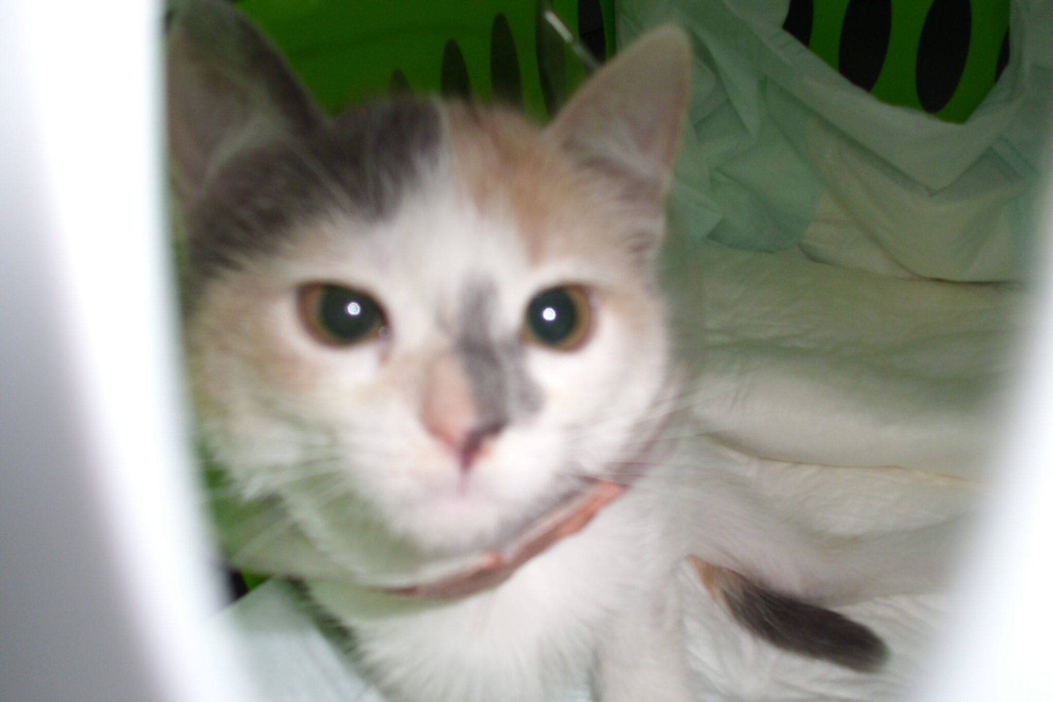 La Universidad de Alicante quiere eliminar una colonia de gatos de sus instalaciones