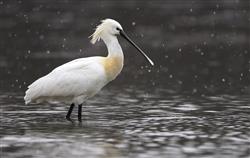 País Vasco. La conservación de especies centrará el Día Mundial de los Humedales