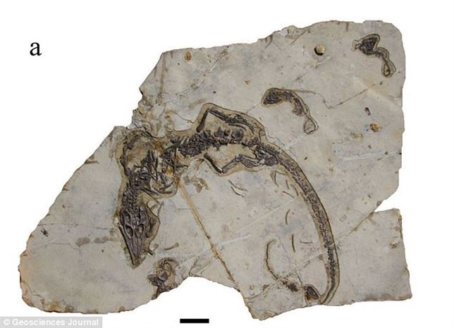 Los reptiles ya cuidaban de sus crías hace 160 millones de años